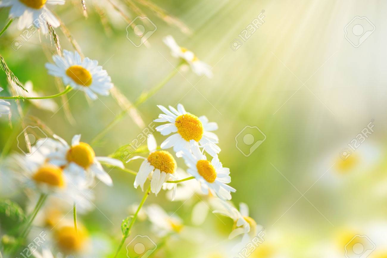 62410694-camomille-fleurs-des-champs-frontière-belle-scène-de-la-nature-avec-la-floraison-chamomilles-médicaux